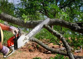 How Our Tree Care Process Works  in  Choteau, MT